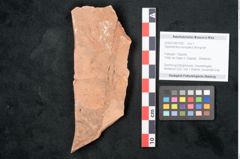 Foto (Objekt + Etikett) von Glyptostrobus europaeus Brongniart (NHMW-GEO-2024-0188-7955)